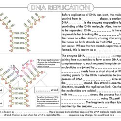 Bears species and dna answer key