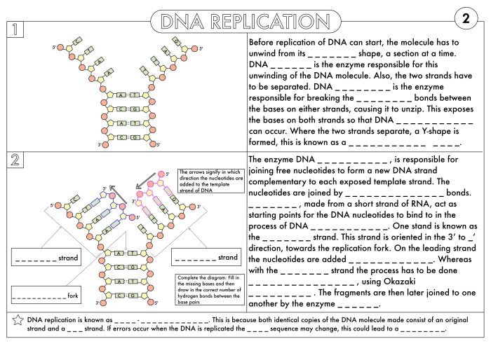 Bears species and dna answer key