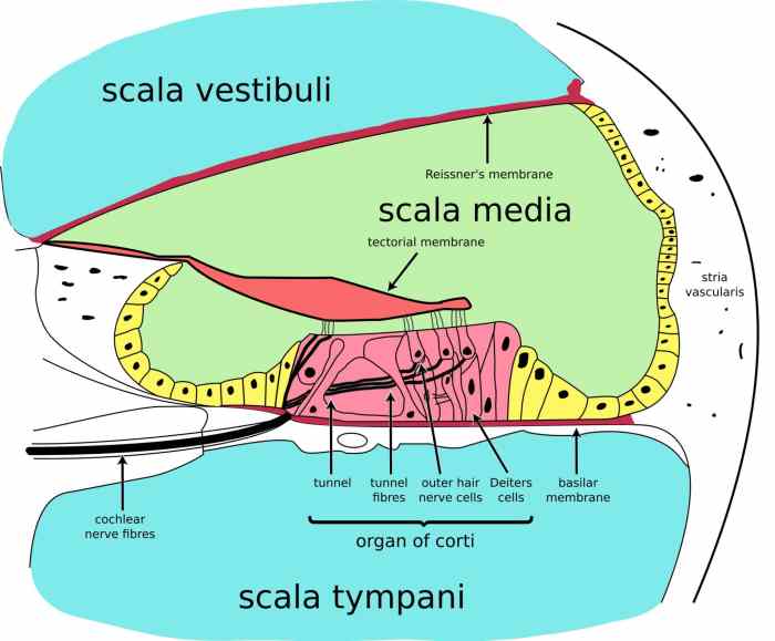 Cochlear cochlea receptors hearing ear anatomy sound waves biology classroom sign help