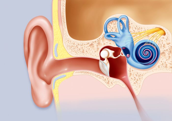 Cochlea