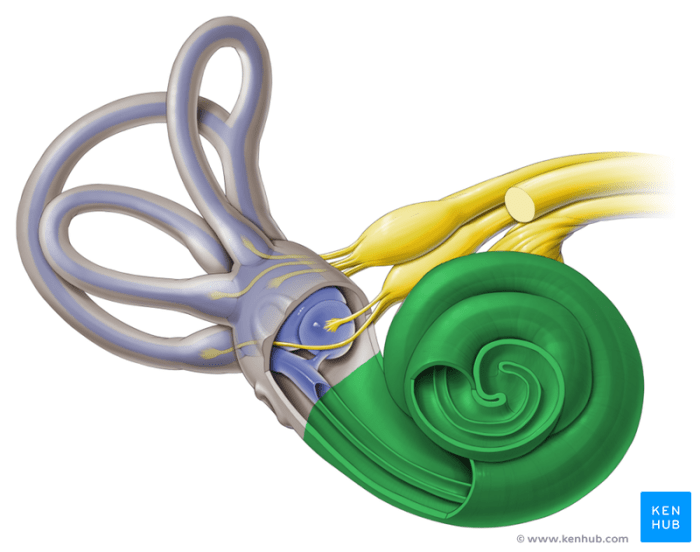 Cochlea diagram anatomy ear vestibular nerve system physiology choose board