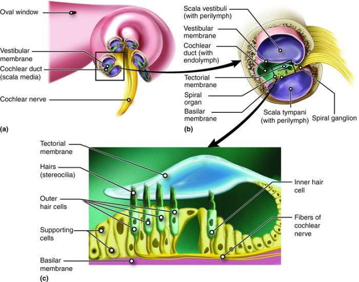 Label the structures of the cochlea