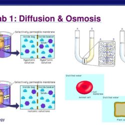 Ap biology diffusion and osmosis lab