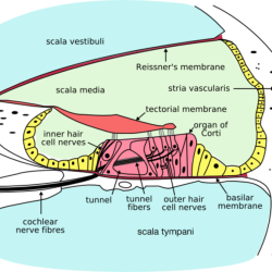 Label the structures of the cochlea