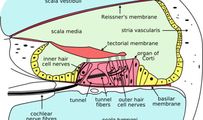 Label the structures of the cochlea