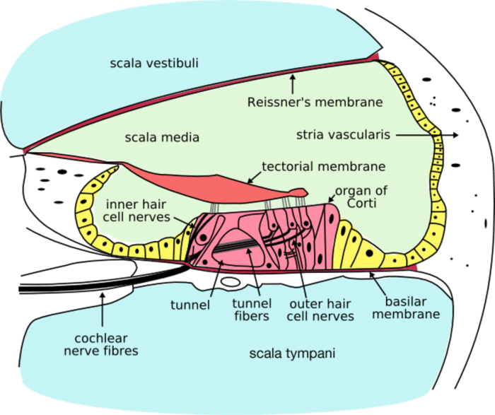 Label the structures of the cochlea