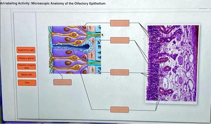 Art-labeling activity: microscopic anatomy of the taste buds