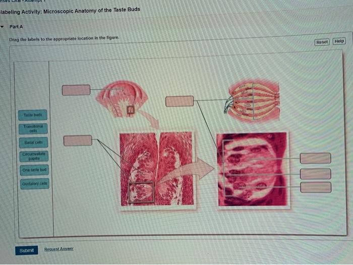 Art-labeling activity: microscopic anatomy of the taste buds