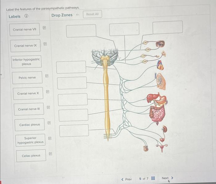 Parasympathetic sympathetic innervation schema