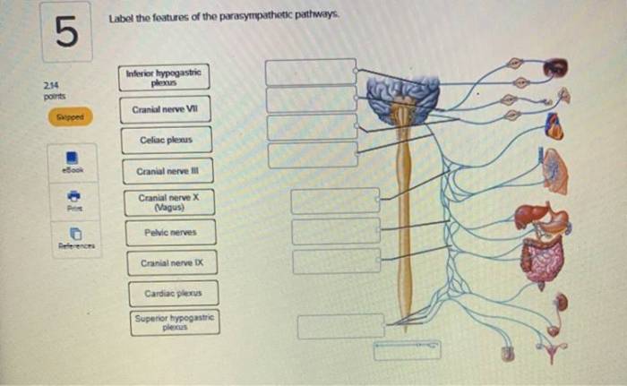 Label the features of the parasympathetic pathways.