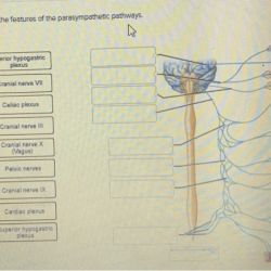 Sympathetic parasympathetic nervous autonomic response adrenaline soal physiology fight yoga digest pns controls organ nursing nerves