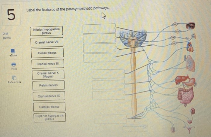 Sympathetic parasympathetic nervous autonomic response adrenaline soal physiology fight yoga digest pns controls organ nursing nerves