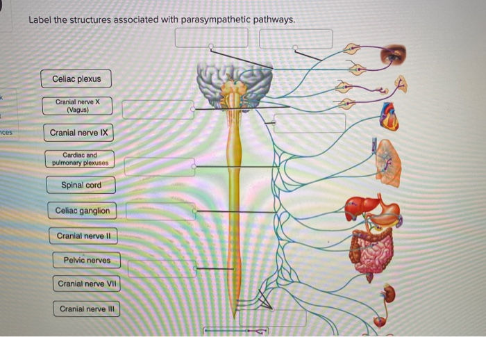 Label the features of the parasympathetic pathways.