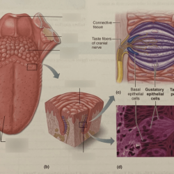 Taste senses buds inflamed different misconceptions biggest phonics salty