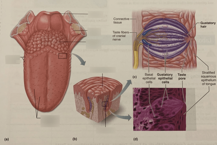 Taste senses buds inflamed different misconceptions biggest phonics salty